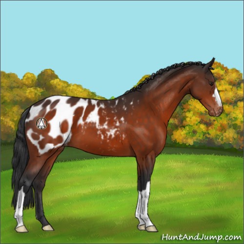 Horse Color:Brown Appaloosa 