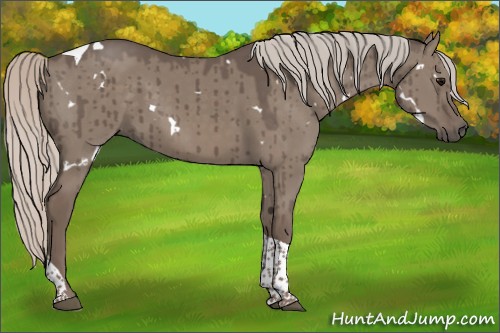 Horse Color:White Spotted Silver Grullo Tobiano Brindle 