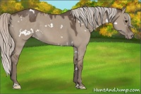 Horse Color:White Spotted Silver Grullo Appaloosa 