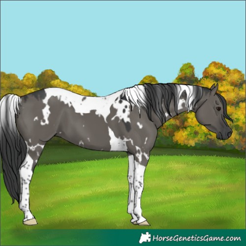 Horse Color:White Spotted Grullo Tobiano
