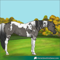 Horse Color:White Spotted Grullo Tobiano 