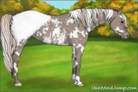 Horse Color:White Spotted Silver Grullo Snowcap Brindle 