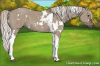 Horse Color:White Spotted Silver Grullo Tobiano Brindle 