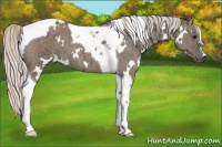 Horse Color:White Spotted Silver Grullo Tobiano Brindle