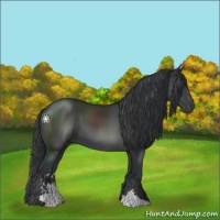 Horse Color:Black Sabino 