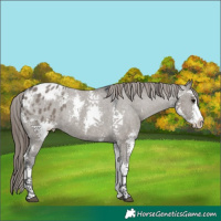 Horse Color:Grullo Sabino Appaloosa Rabicano