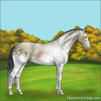 Horse Color:White Spotted Smoky Grullo Sabino 