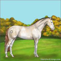 Horse Color:Buckskin Pearl Dun Sabino Appaloosa Rabicano 