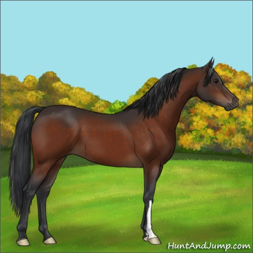 Horse Color:Brown 