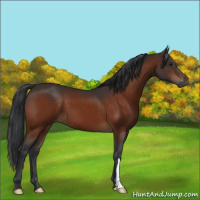 Horse Color:Brown 