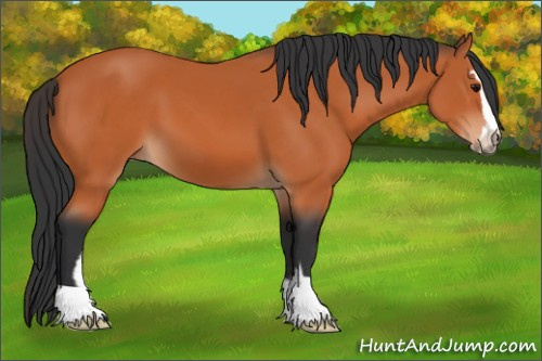 Horse Color:Bay Sabino