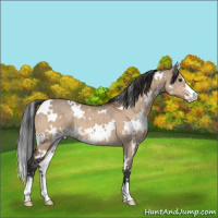 Horse Color:White Spotted Brown Dun Sabino Brindle 