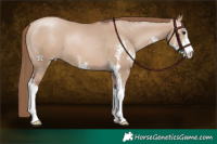 Horse Color:Grullo Pearl Sabino 