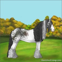 Horse Color:White Spotted Black Sabino 