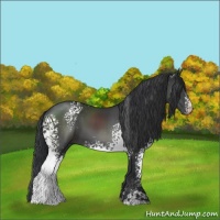 Horse Color:White Spotted Black Sabino 