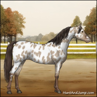 Horse Color:Liver Red Dun Roan Appaloosa 