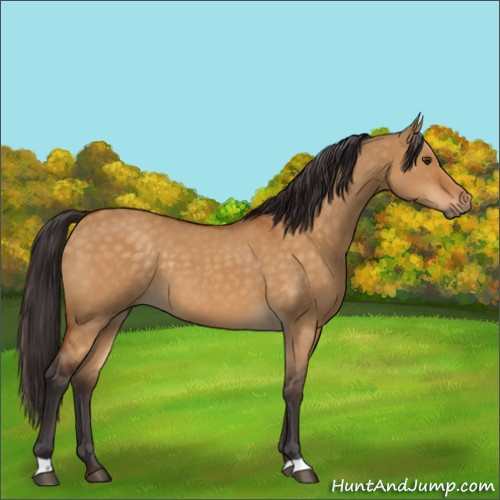 Horse Color:Buckskin Dun