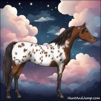 Horse Color:Buckskin Near Leopard 