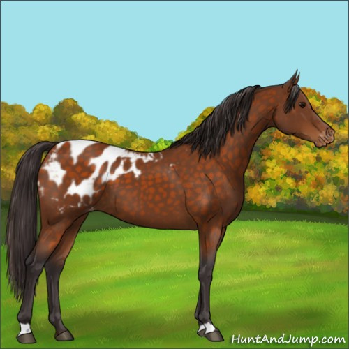 Horse Color:Buckskin Blanket