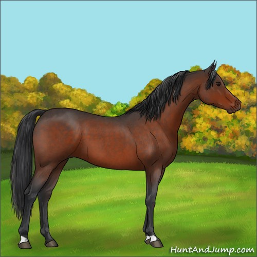 Horse Color:Bay Roan 