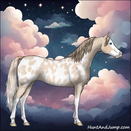 Horse Color:Perlino Roan Splash Appaloosa