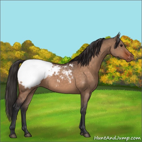 Horse Color:Brown Dun Appaloosa 