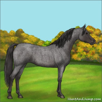 Horse Color:Smoky Blue Roan 