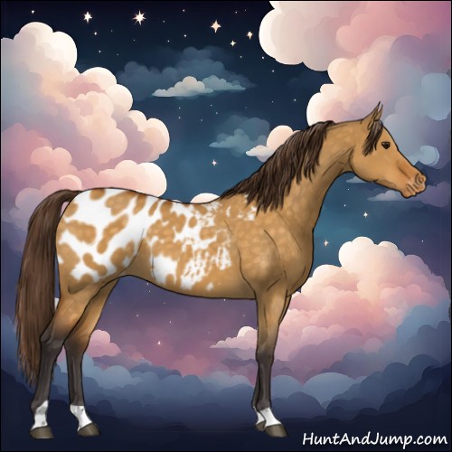 Horse Color:Buckskin Dun Appaloosa