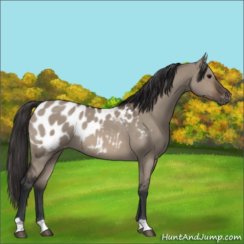 Horse Color:Brown Roan Dun Appaloosa 