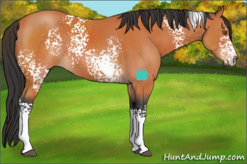 Horse Color:White Spotted Bay Rabicano 