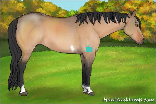 Horse Color:Bay Dun Tobiano