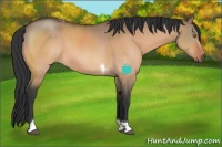 Horse Color:Bay Dun Tobiano 