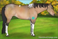 Horse Color:Brown Dun Tobiano 