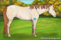 Horse Color:White Spotted Buckskin Pearl Dun Sabino Rabicano 