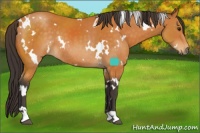 Horse Color:White Spotted Buckskin Rabicano 