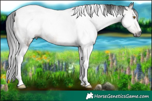 Horse Color:Gray White Spotted Brown Dun Tobiano Rabicano 