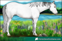 Horse Color:Gray White Spotted Brown Dun Tobiano Rabicano