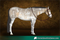 Horse Color:Buckskin Dun Sabino Rabicano