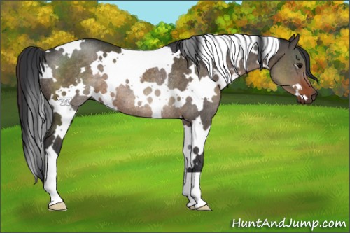 Horse Color:White Spotted Brown Dun Rabicano 