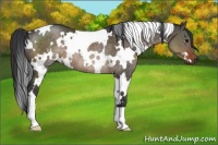 Horse Color:White Spotted Brown Dun Rabicano 
