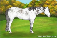 Horse Color:White Spotted Grullo Blanket Rabicano 