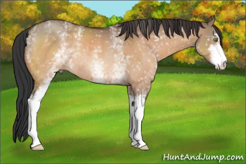 Horse Color:White Spotted Brown Dun Sabino Rabicano 