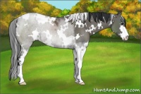 Horse Color:White Spotted Grullo Sabino 