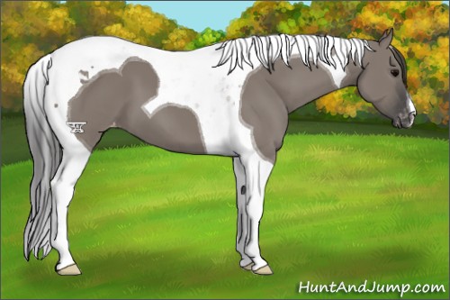 Horse Color:Grullo Tobiano Appaloosa 
