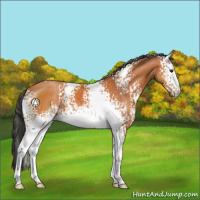Horse Color:White Spotted Bay 