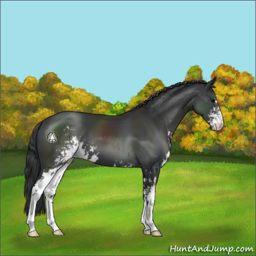 Horse Color:Black Sabino 