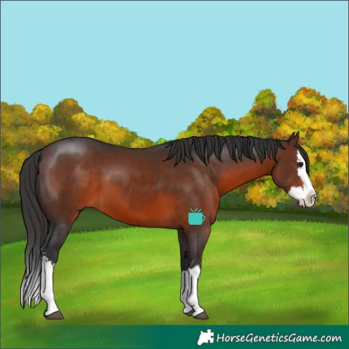 Horse Color:Brown Sabino Splash