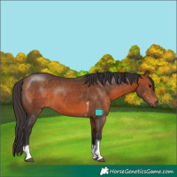 Horse Color:Bay Tobiano 