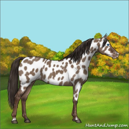 Horse Color:Liver Red Dun Frame Appaloosa 
