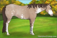 Horse Color:Amber Champagne Sabino 
